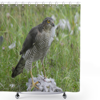 Personality  Sparrowhawk, Accipiter Nisus Shower Curtains