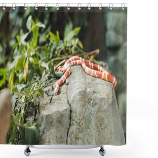 Personality  Orange And White Milk Snake Lying On Rock In Jungle Shower Curtains