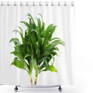Personality  Dracaena Plant Isolated On The White Background Shower Curtains