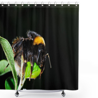 Personality  Bumblebee Sleeping Shower Curtains