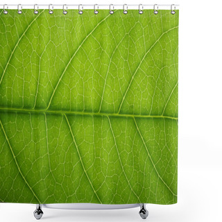 Personality  Fresh Tree Leaf Texture Shower Curtains