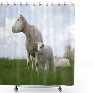 Personality  Lamb With Mother Shower Curtains