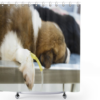 Personality  Illness Puppy ( Thai Bangkaew Dog ) With Intravenous Drip On Operating Table In Veterinarian's Clinic Shower Curtains