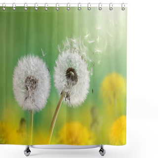 Personality  Dandelion Clock In Morning Sun Shower Curtains