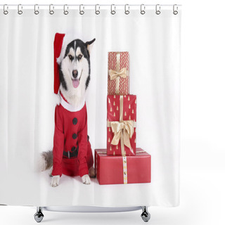 Personality  Funny Siberian Husky Dog In Christmas Themed Photoshoot. Shower Curtains