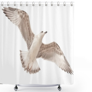 Personality  Sea Gull Shower Curtains