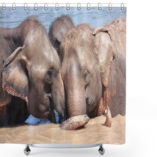 Personality  Elephant Relationship Shower Curtains