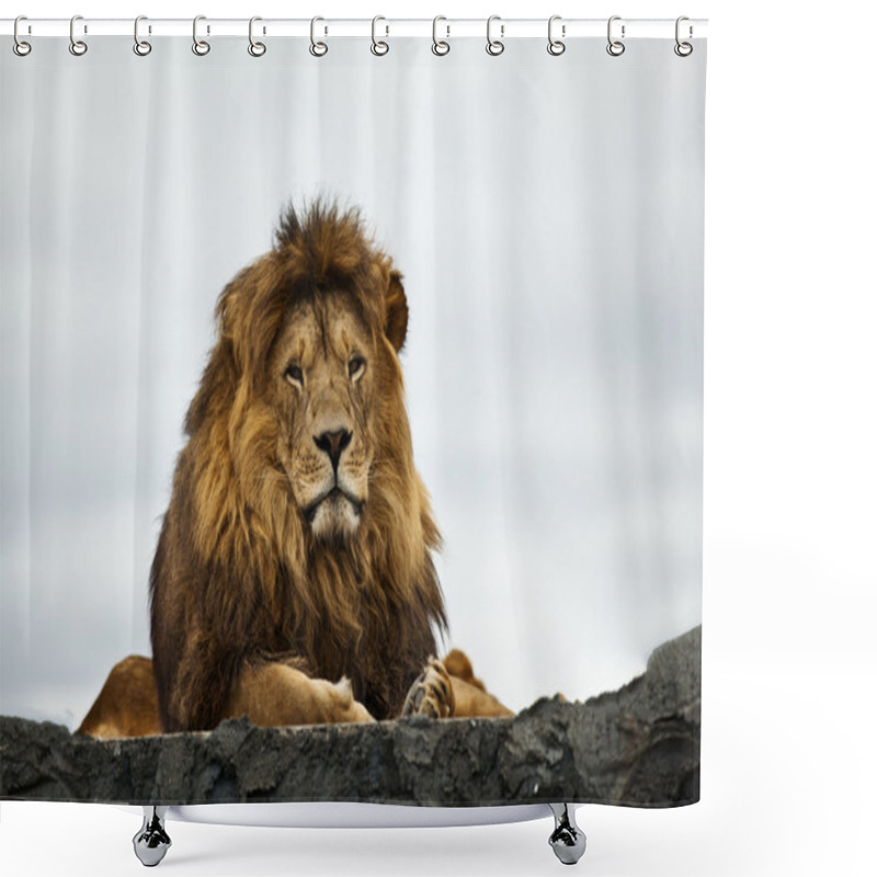 Personality  Ferocious Lion shower curtains
