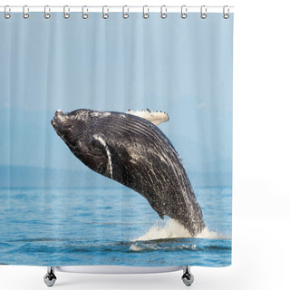 Personality  The Humpback Whale Breach, Megaptera Novaeangliae, Strait Of Georgia, Vancouver Island, BC Canada Shower Curtains