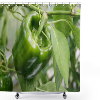 Personality  Green Bell Pepper Grows On A Bush In The Garden Shower Curtains