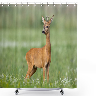 Personality  Young Cautious Roe Deer Buck On Blossoming Meadow In Summer. Shower Curtains