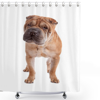 Personality  Shar Pei Dog Shower Curtains