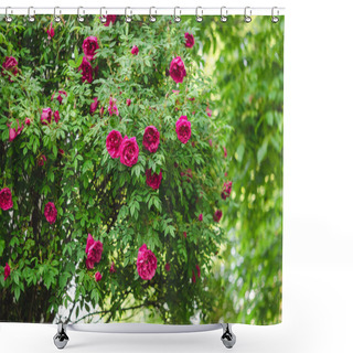 Personality  Pink Roses On A Bush In A Rose Garden After Rain. Shower Curtains