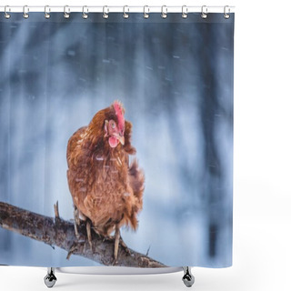 Personality  Free Range Domestic Rustic Eggs Chicken In The Strong Wind On A Wood Branch Outside During Winter Storm. Shower Curtains