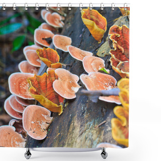 Personality  Natural Pink Mushrooms Shower Curtains