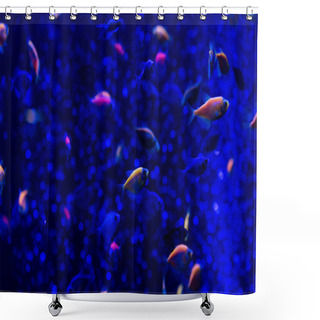 Personality  Fishes Swimming Under Water In Aquarium With Blue Lighting Shower Curtains