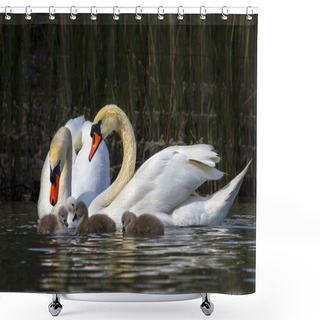 Personality  Mute Swan, Cygnus Olor, Parents And Babies Shower Curtains
