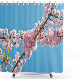 Personality  Branches Of Pink Flowering Japanese Cherry Tre Shower Curtains