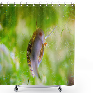 Personality  Ramshorn Snail Climbing Up In Aquarium Shower Curtains