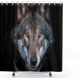 Personality  Close Up Portrait Of A European Gray Wolf Shower Curtains
