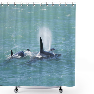 Personality  Orca Family, Patagonia Argentina Shower Curtains