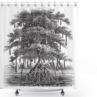 Personality  Mangrove Or Mangal Vintage Engraving Shower Curtains