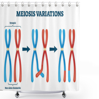 Personality  Meiosis Variations Vector Illustration. Educational Genetic Cell Division. Shower Curtains