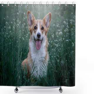 Personality  Welsh Corgi Pembroke On A Green Grass Flower Meadow. Happy Cute Dog During Off Leash Walk.  Shower Curtains