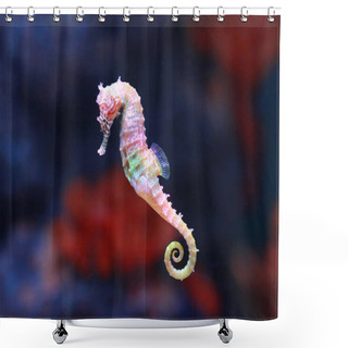 Personality  Seahorse (Hippocampus) Swimming In Aquarium Tank. Shower Curtains