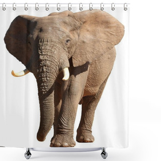 Personality  African Elephant Isolated Shower Curtains