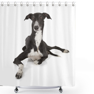 Personality  Greyhound Shower Curtains