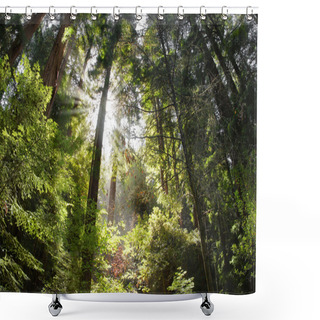 Personality  Trees And Light Shower Curtains