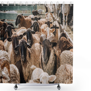 Personality  Selective Focus Of Herd Of Adorable Brown Sheep Grazing In Corral At Farm Shower Curtains