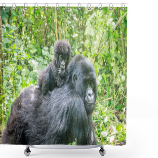 Personality  Baby Mountain Gorilla On The Back Of His Mother. Shower Curtains
