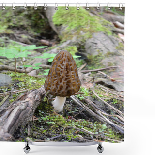 Personality  Black Morel Or Morchella Conica Mushroom Growing In Early Spring Among Roots, Moss And Spring Vegetation In Mountain Coniferous Forest, Vertical Orientation, Close Up View Shower Curtains