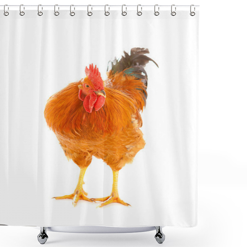 Personality  Rooster shower curtains