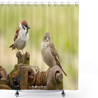 Personality  Tree Sparrows Male And Female Shower Curtains