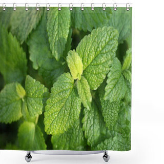 Personality  Close-up Of Lemon Balm Plant. Shower Curtains