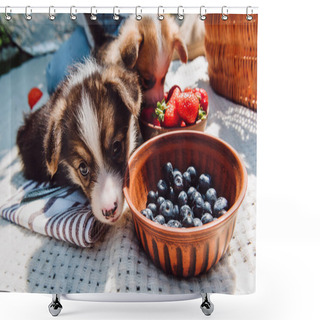Personality  Adorable Puppies Eating Strawberries And Blue Berries Together From Bowls During Picnic At Sunny Day Shower Curtains