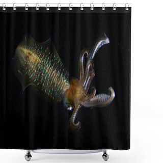 Personality  A Bigfin Reef Squid, Sepioteuthis Lessoniana, Hovers In The Dark Waters Of The Western Pacific Ocean Near A Coral Reef In Indonesia.  Shower Curtains