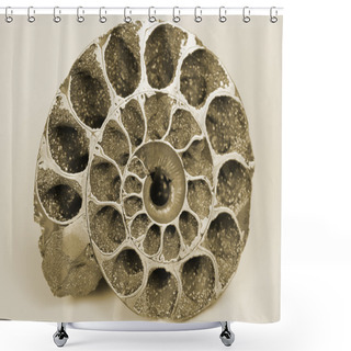 Personality  Cockleshell (fossil) Shower Curtains