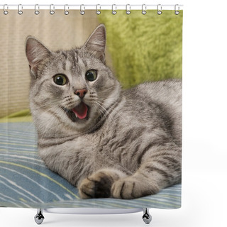 Personality  Very Tired Cat On A Sofa, Cat With Open Mouth In Blur Background, Cat Portrait Close Up, Only Head Crop, Yawning Cat Close Up In Blur Background, Funny Cat,relaxing Cat,curious Cat,cat With Open Mouth Shower Curtains
