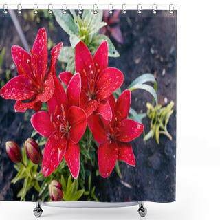 Personality  Red Lilies. Flowers Are Covered With Large Drops Of Water After Rain. Shower Curtains