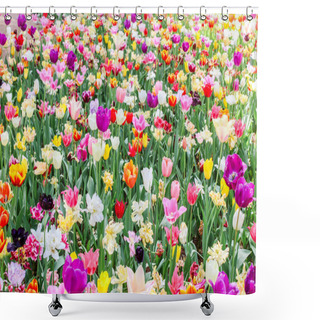 Personality  Macro Of Multi-colored Tulips In Hitachi Seaside Park Shower Curtains