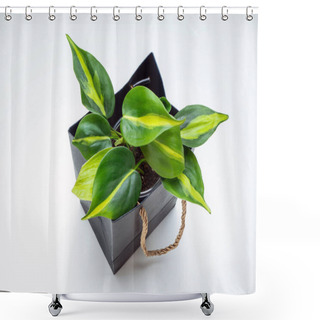 Personality  Philodendron Scandens Brasil Is A Large Genus Of Flowering Plants In The Family Araceae Shower Curtains