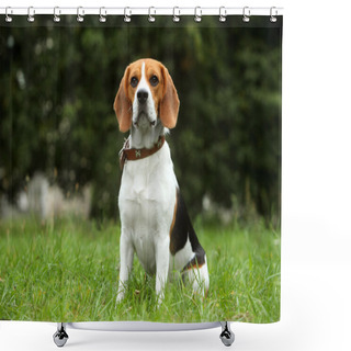 Personality  Beagle Puppy On Grass Shower Curtains