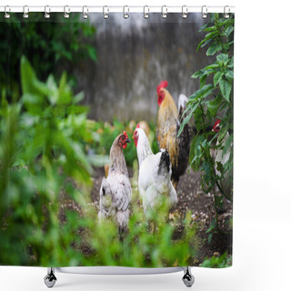 Personality  Chicken On A Farm Shower Curtains