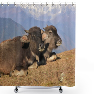 Personality  Buffalo Friends Resting Together Shower Curtains