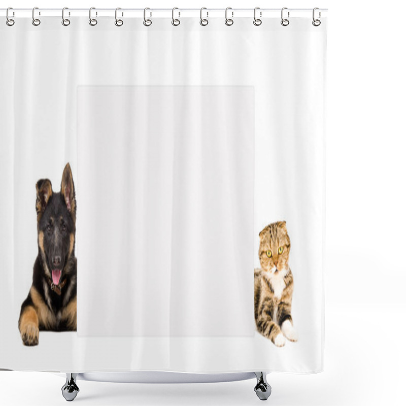 Personality  German Shepherd Puppy And Cat Scottish Fold Lying, Peeking From Behind Banner Shower Curtains