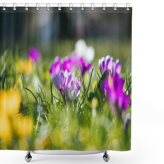 Personality  Springtime. Spring Flowers In Sunlight, Outdoor Nature. Wild Cro Shower Curtains